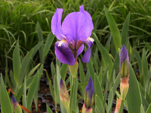 Vivers Càrex - Iris germanica 